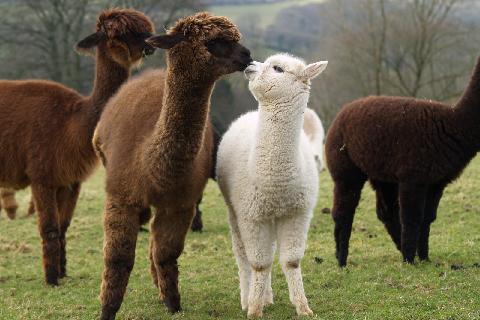 6x4 alpaca